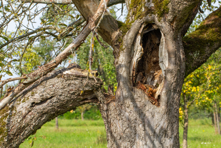 a tree with a hallowed trunk