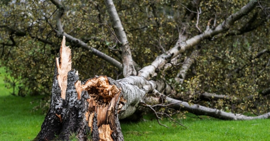 tree that has been struck down by lightning