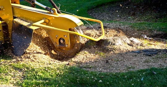 stump grinding