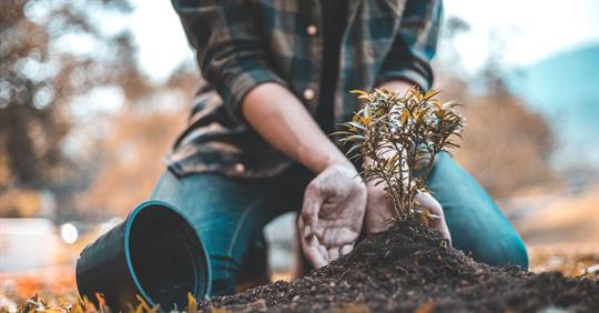 planting a tree