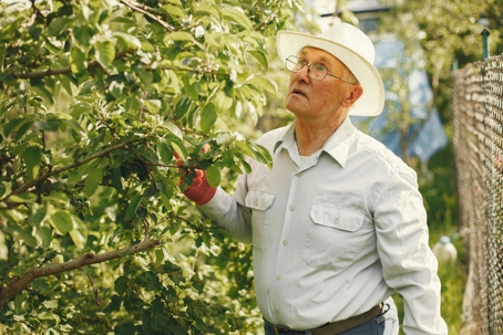 man looking at trees to prune
