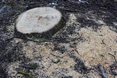 tree trunk after cutting
