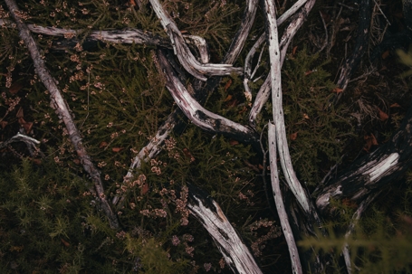 fallen tree branches