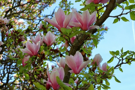 magnolia tree