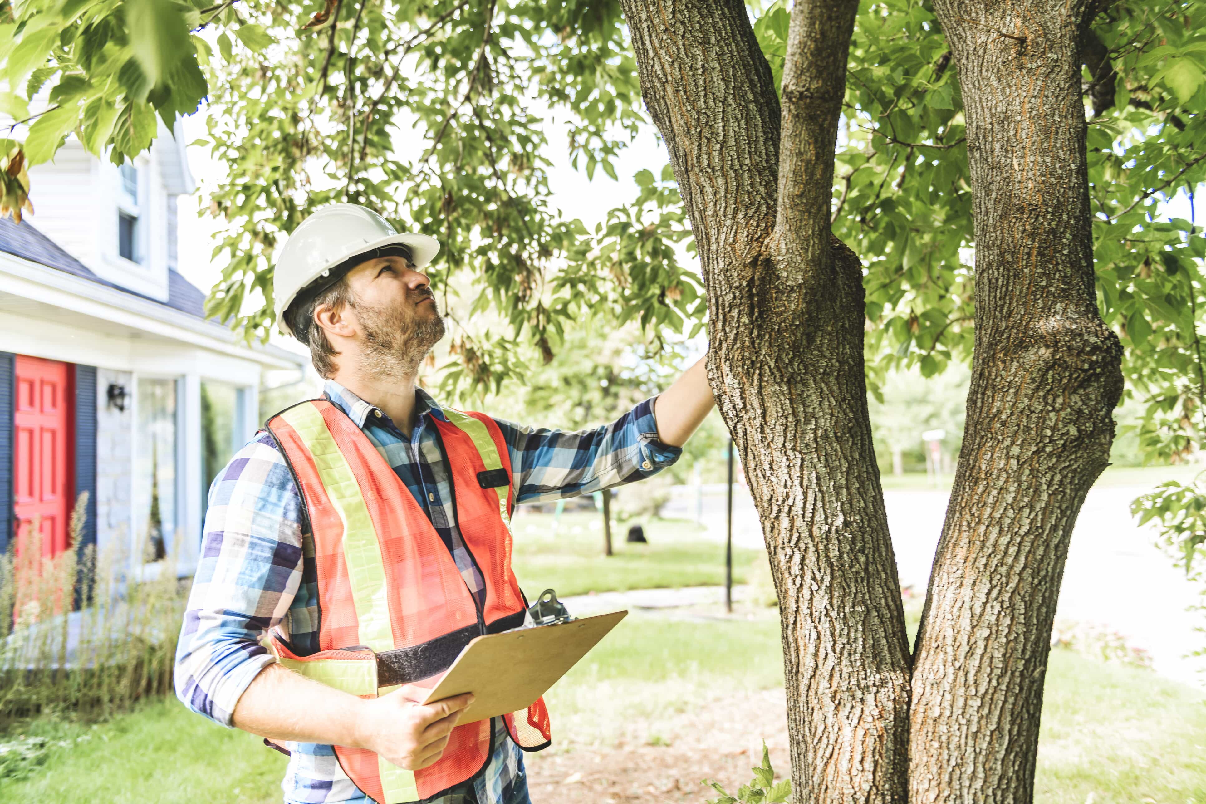 man conducting a tree inspection