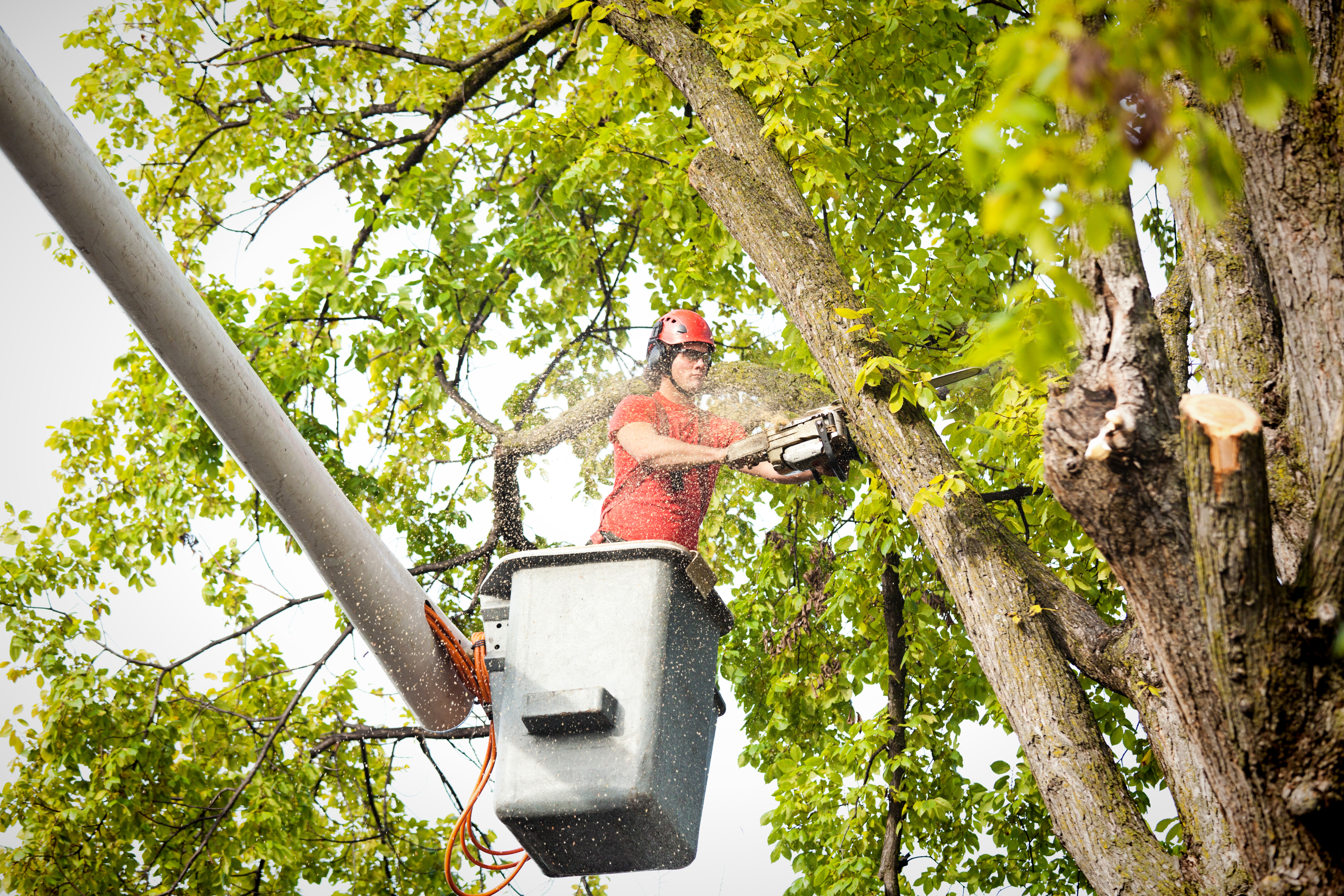 man trimming tree using chainsaw