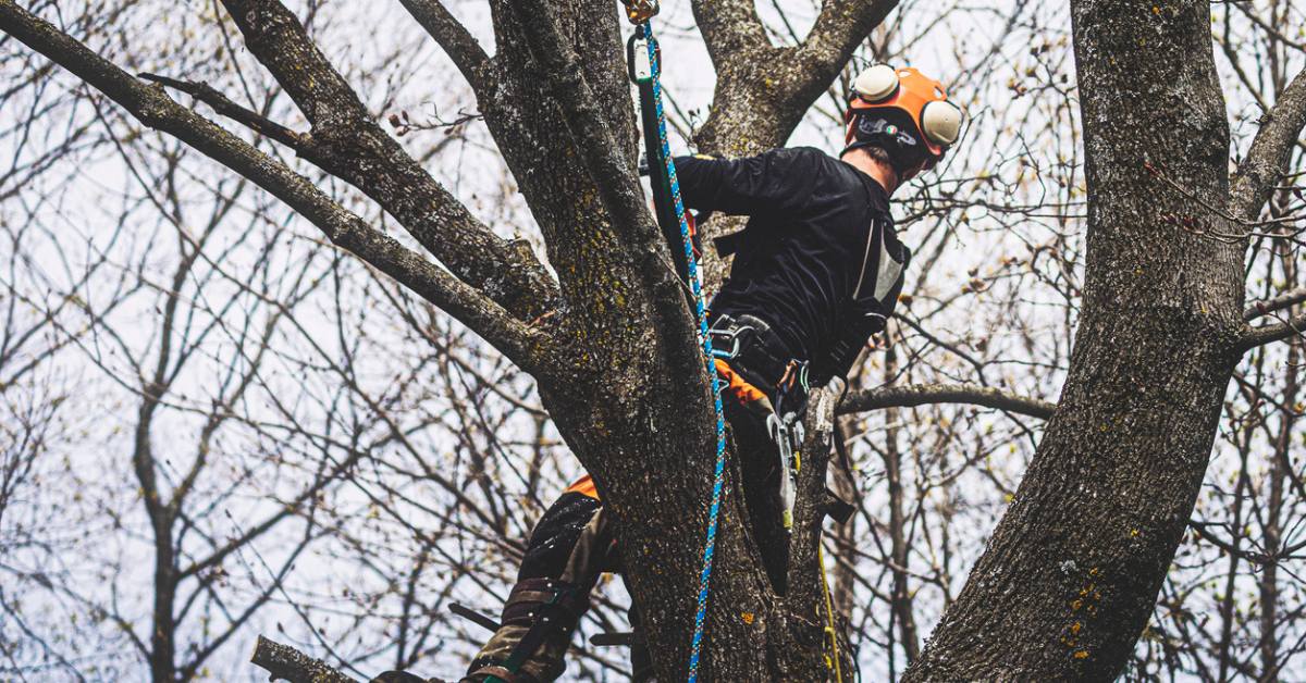 Arborist inspecting a tree