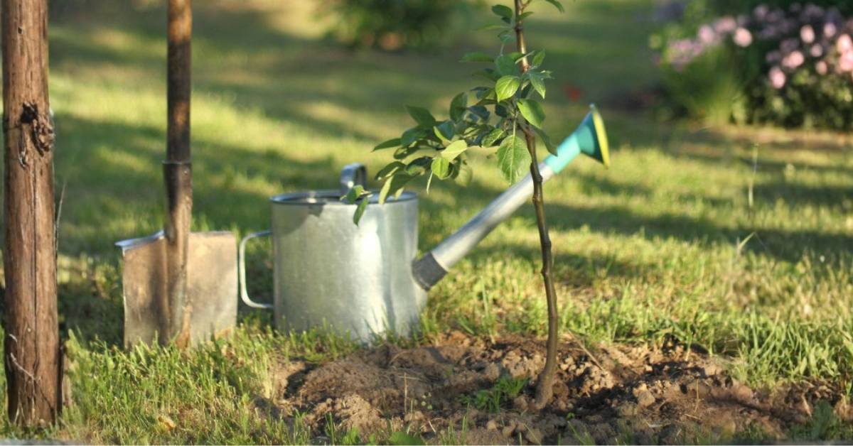 Tree seedling with watering can and shovel in the garden
