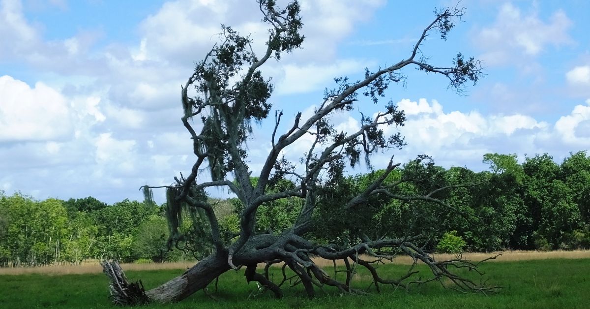 tipped over tree