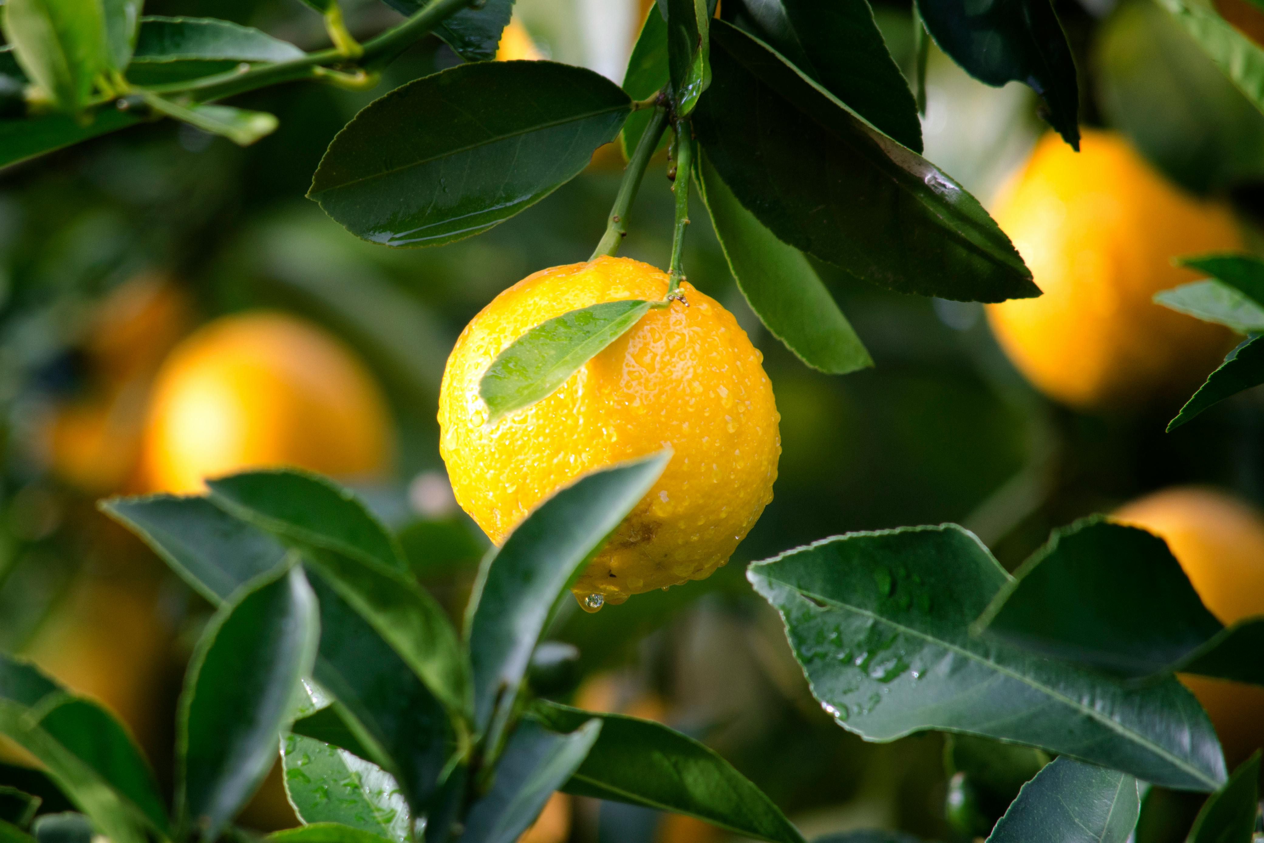 lemons growing on tree