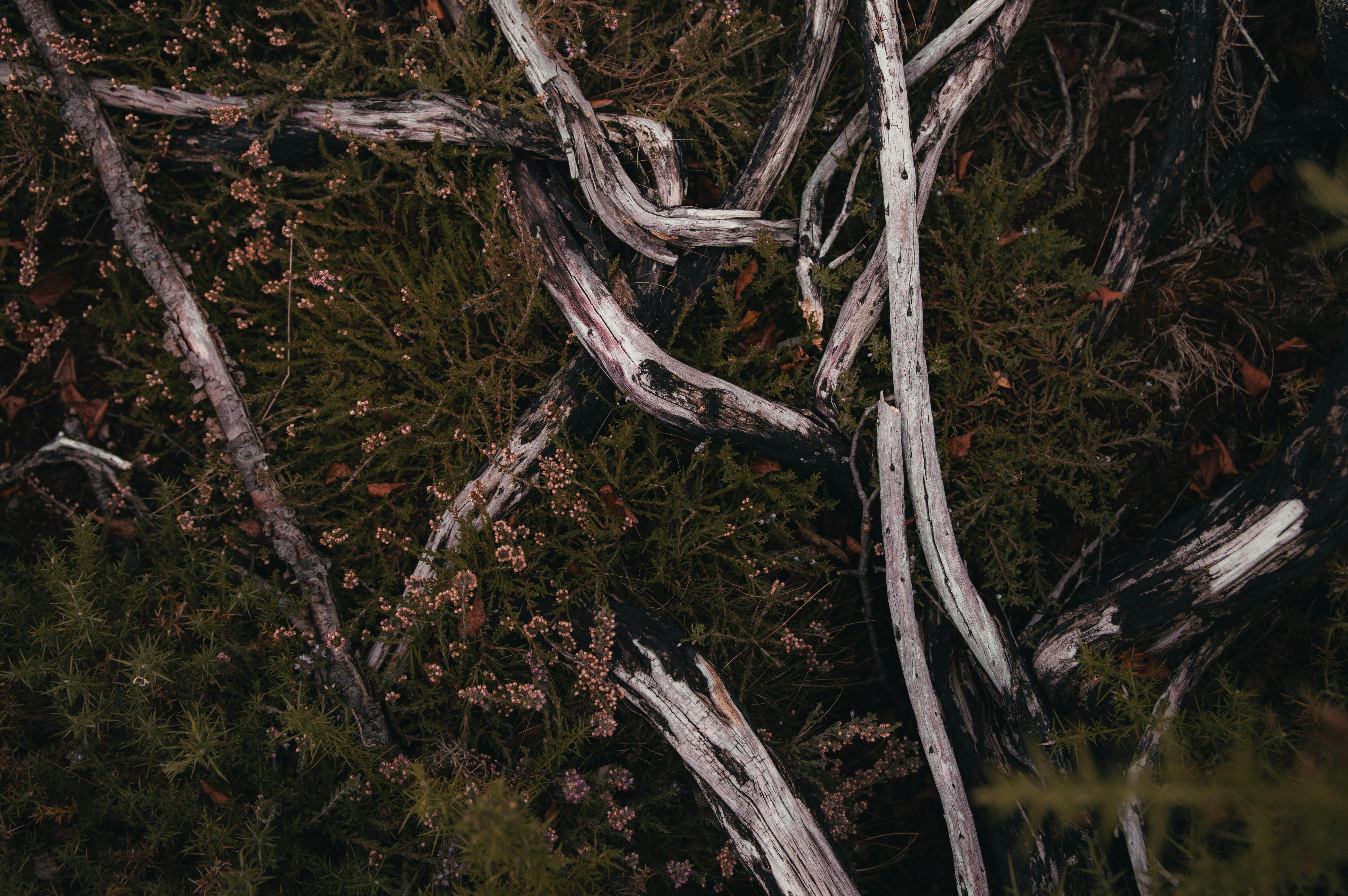 fallen tree branches