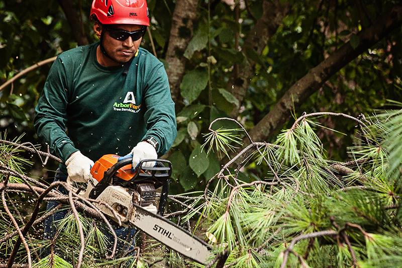 ArborForce team cuts trees
